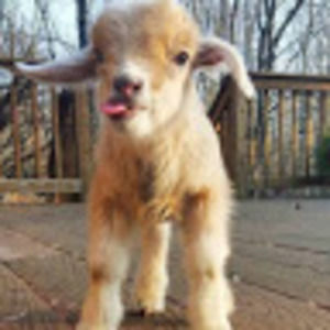 Meet your Posher, Elizabeth